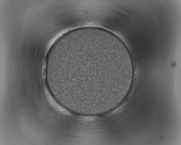 X0000110961126200907311059
