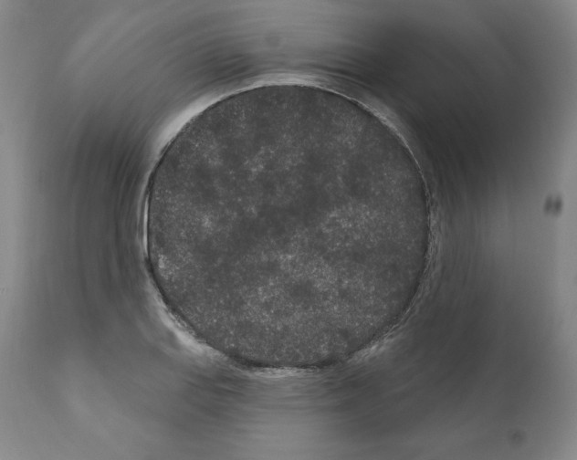 X0000110961127200907311100