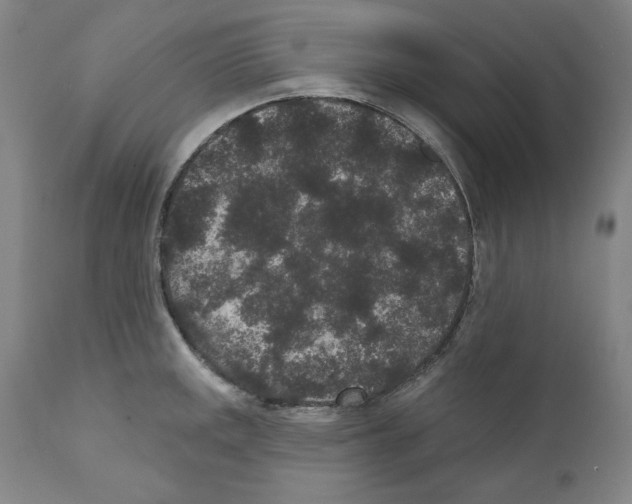 X0000110961141200907311100