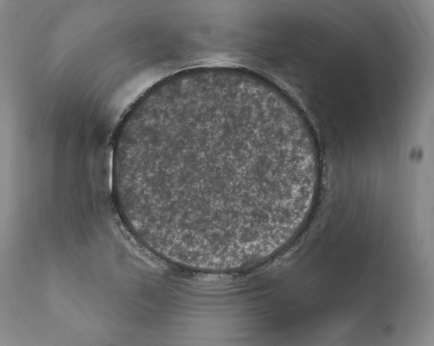 X0000110961171200907311059