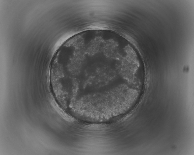X0000110961179200907311059