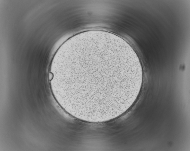 X0000110961196200907311059
