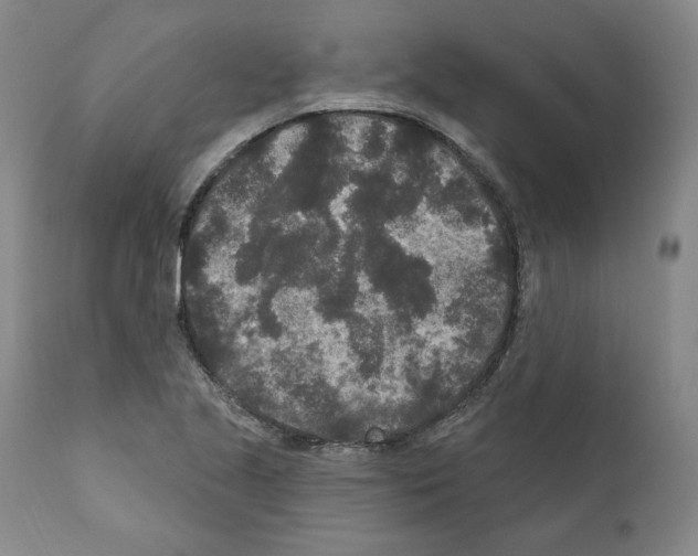 X0000110961221200907311058
