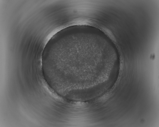 X0000110961226200907311058