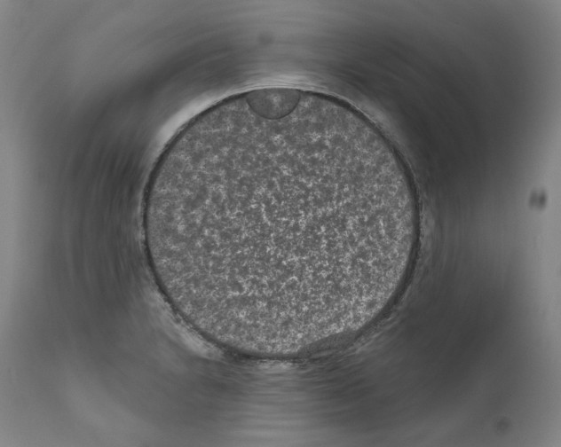X0000110961230200907311058