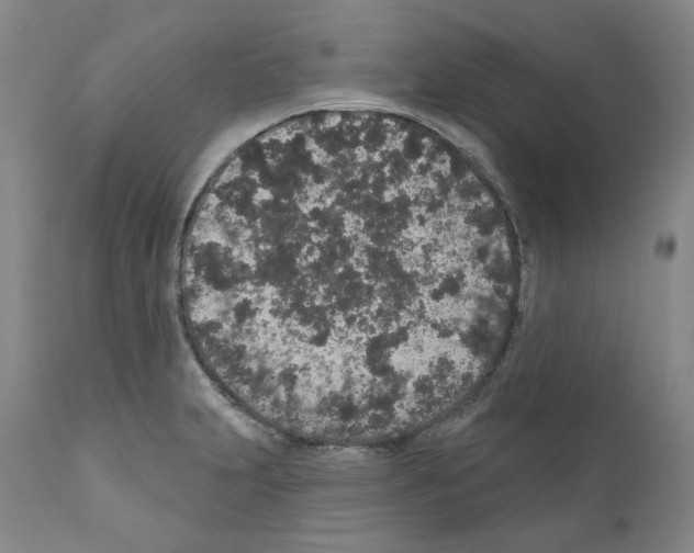X0000110961231200907311058