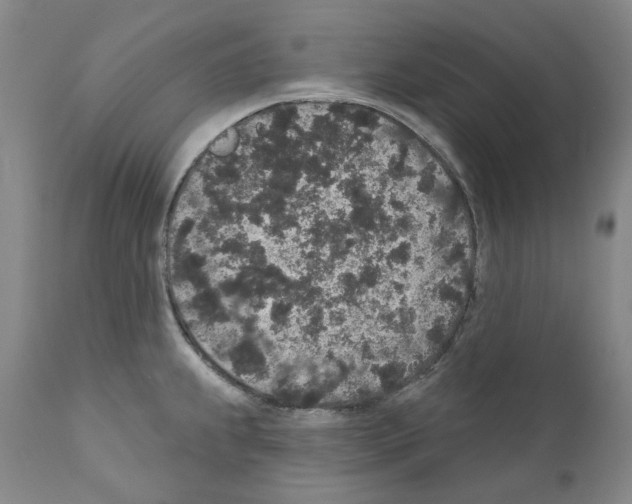 X0000110961239200907311058