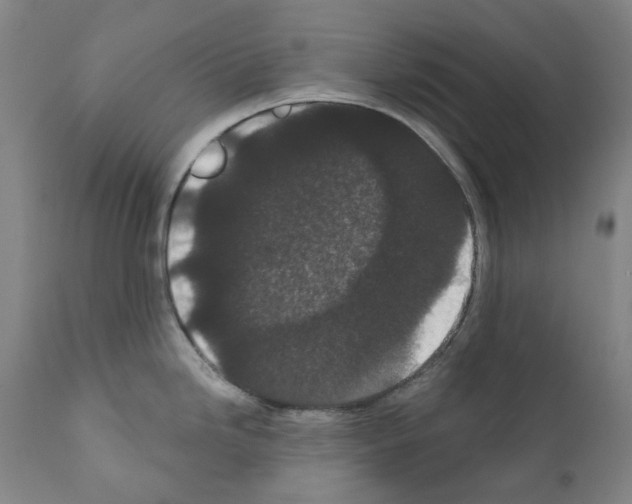X0000110961246200907311059