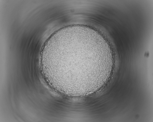 X0000110961274200907311057