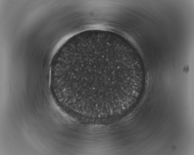 X0000110961323200907311057