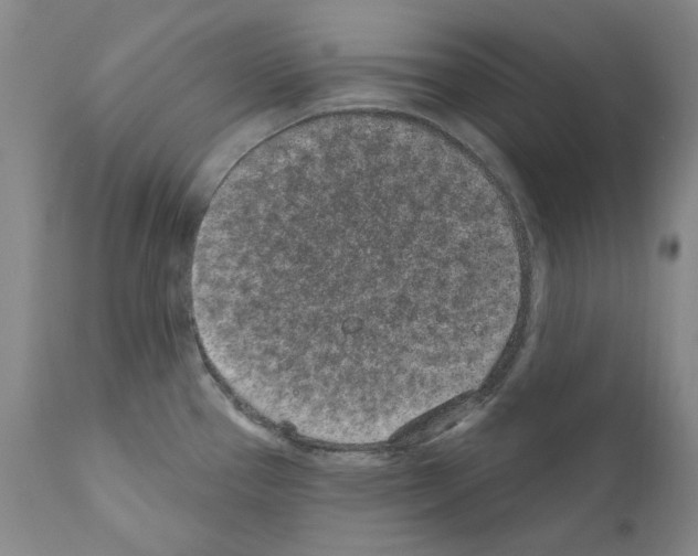 X0000110961337200907311057