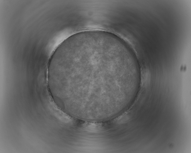 X0000110961365200907311056