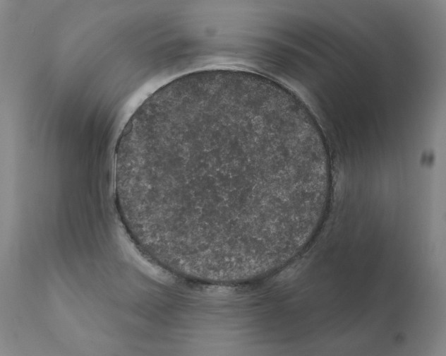 X0000110961371200907311056