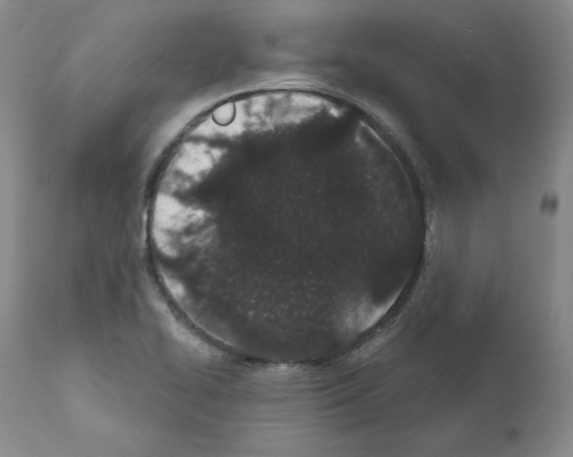 X0000110961414200907311055