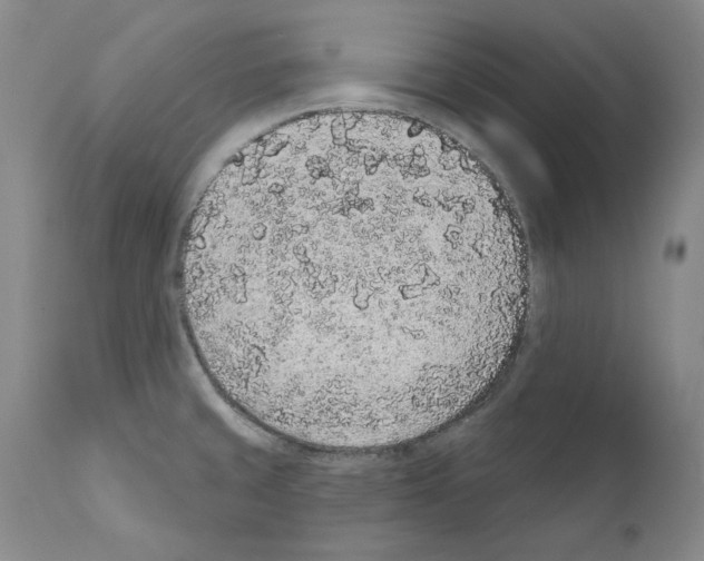 X0000110961429200907311055