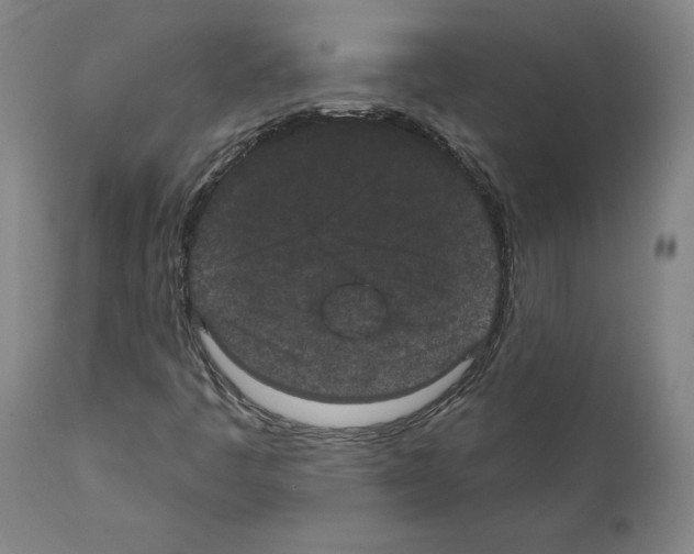X0000110961445200907311055