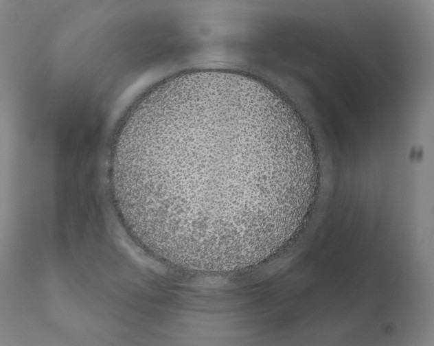 X0000110961462200907311055