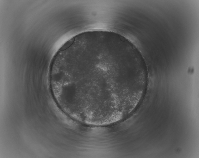 X0000110961469200907311055