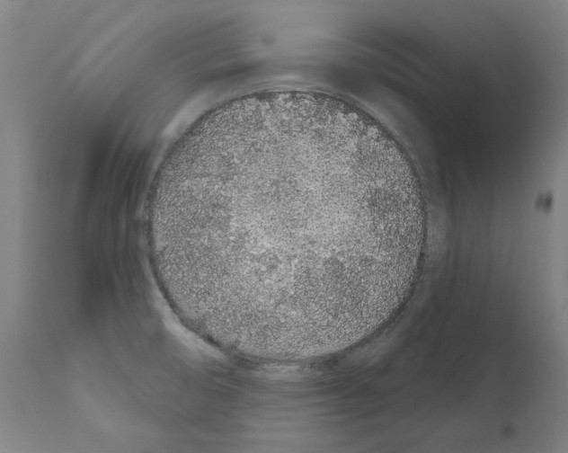 X0000110961474200907311054
