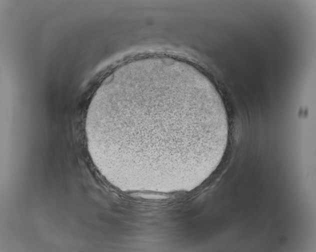 X0000110961494200907311053