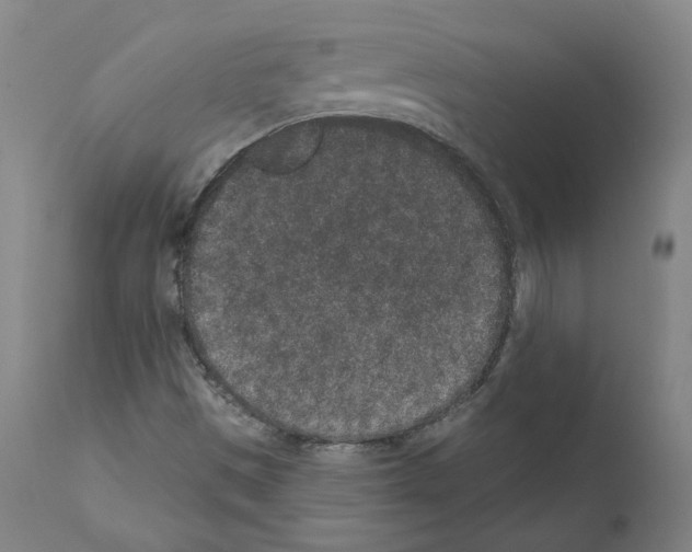 X0000110961497200907311054