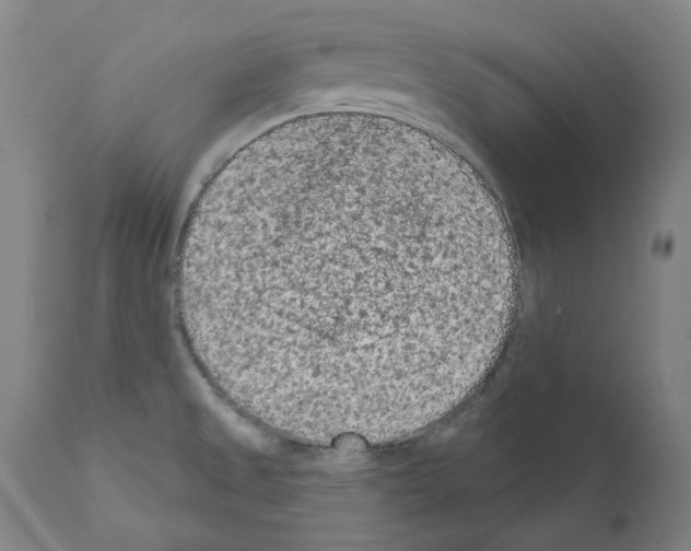X0000110961525200907311054