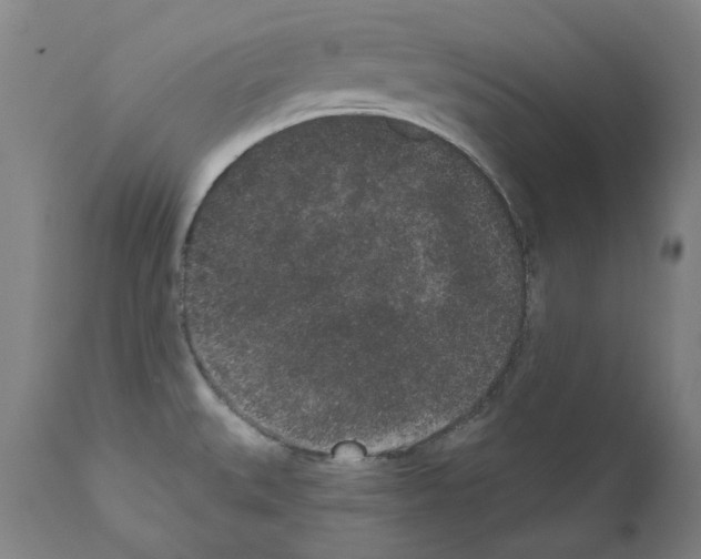 X0000110961527200907311054