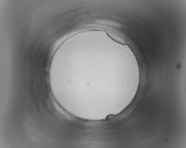 X0000110961535200907311054
