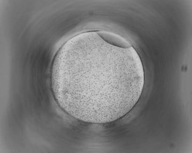 X0000110961536200907311054
