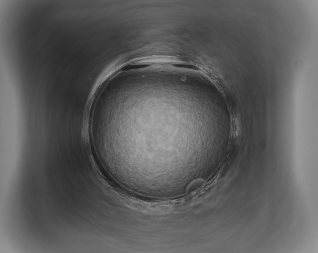 X0000110970004200906261418