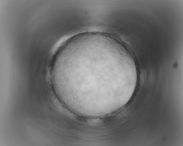 X0000110971454200907022233