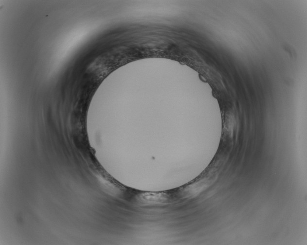 X0000110970526200907101351