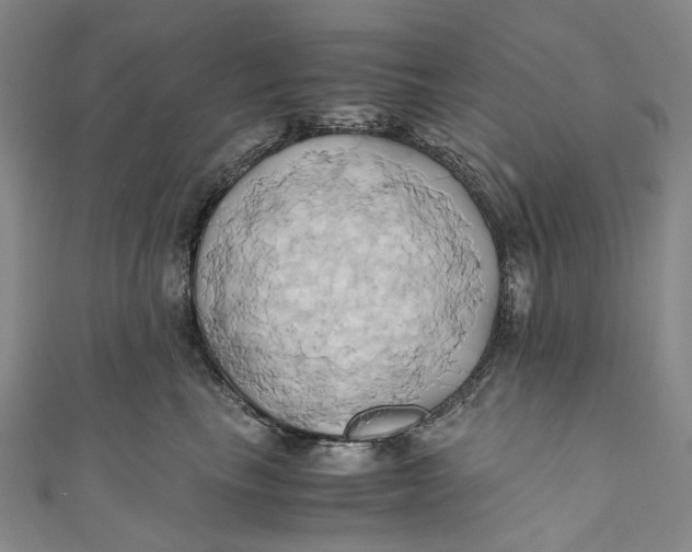 X0000110970665200907101350