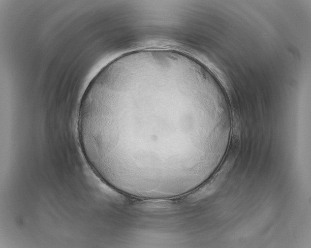 X0000110971486200907101338