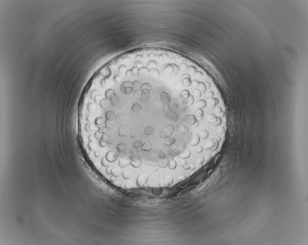 X0000110971036200907310925