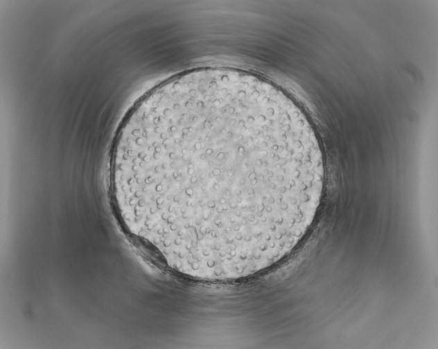 X0000110971040200907310925