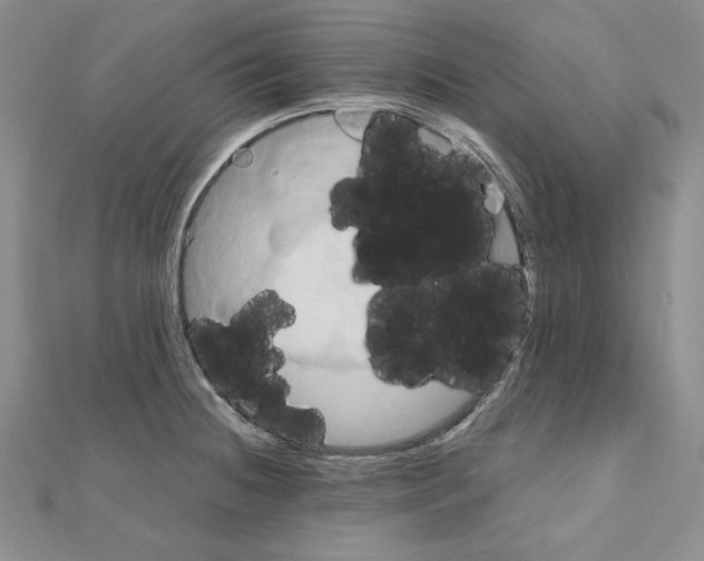 X0000110971236200907310922