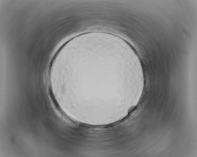 X0000110971515200907310918