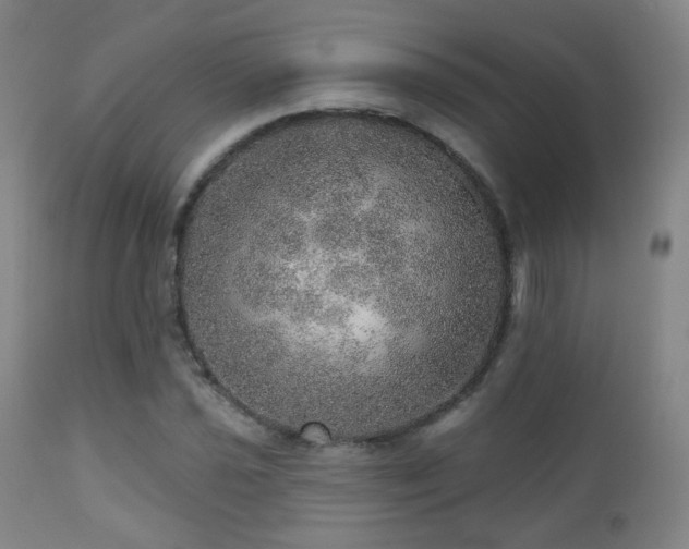 X0000110981021200906191359