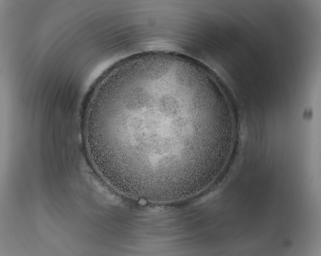 X0000110981022200906191359