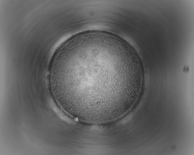 X0000110981029200906191359