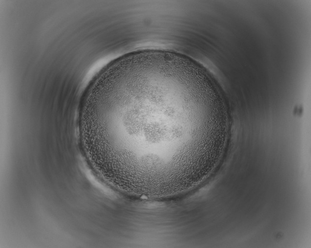 X0000110981030200906191359