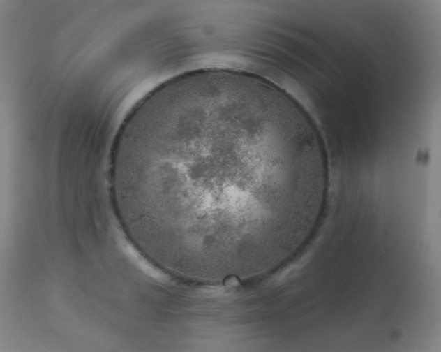 X0000110981037200906191359