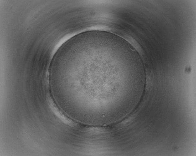 X0000110981044200906191359