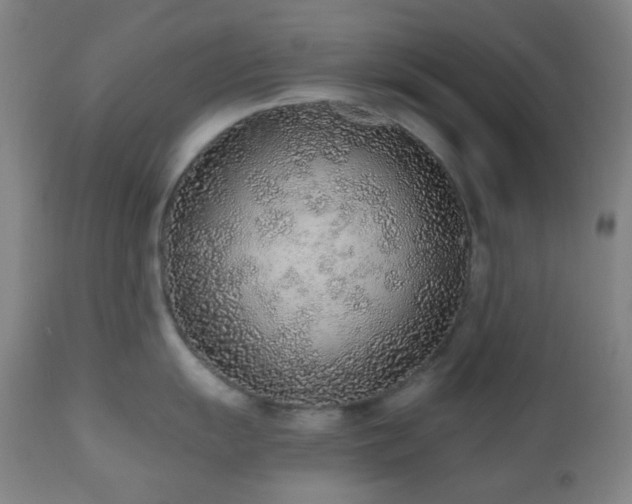 X0000110981055200906191359