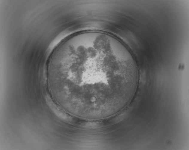 X0000110981078200906191358