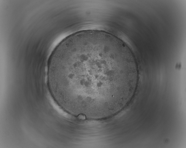 X0000110981079200906191358