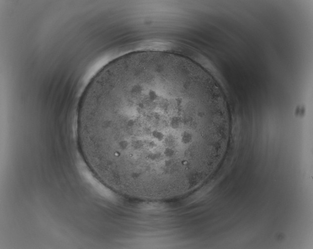 X0000110981083200906191358