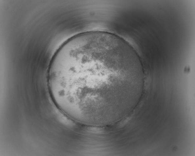 X0000110981086200906191358