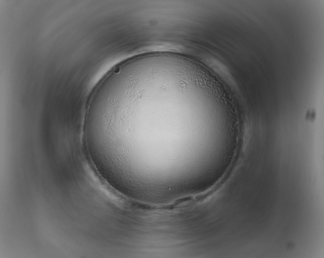 X0000110981228200906191356